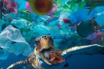 Plastic waste and fishermen threaten the survival of sea turtles